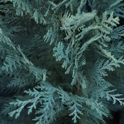 Кипарисовик ВАН ПЕЛЬТС БЛЮ лавсона в Новополоцке