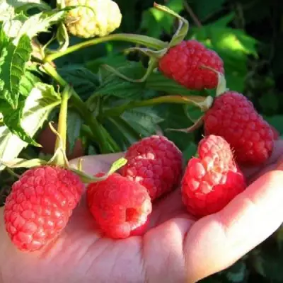 Малина ГОРДОСТЬ РОССИИ в Новополоцке