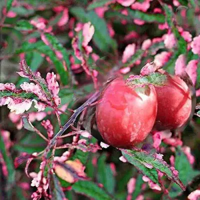 Слива ХЕССЕЙ декоративная в Новополоцке