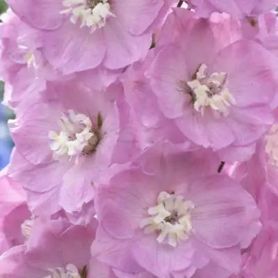 Дельфиниум ПЕТТИКОУТ гибридный в Новополоцке