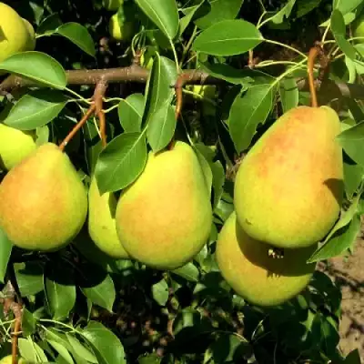 Груша ФЛЕЙТА в Новополоцке