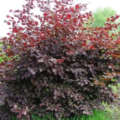 Фундук СИРЕНА в Новополоцке