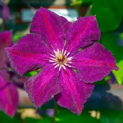 Клематис ГРЮНВАЛЬД в Новополоцке