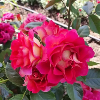 Роза БРЕРА флорибунда в Новополоцке