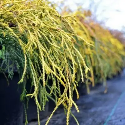 Кипарисовик ВАВЕЛ горохоплодный в Новополоцке