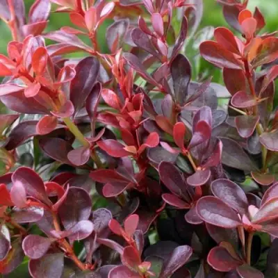 Барбарис АТРОПУРПУРЕА НАНА тунберга в Новополоцке