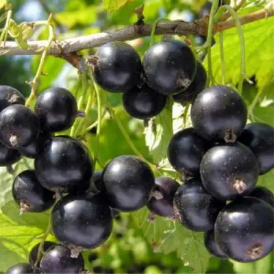 Смородина черная ОРЛОВСКИЙ ВАЛЬС в Новополоцке