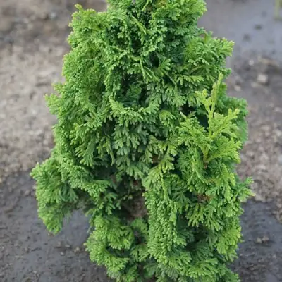 Туя ЗМАТЛИК западная в Новополоцке