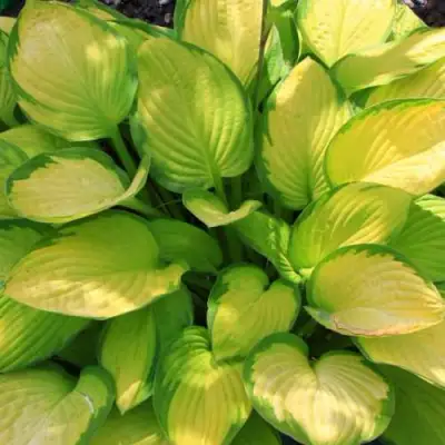 Хоста ГОЛД СТАНДАРТ Форчуна в Новополоцке