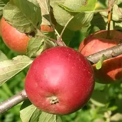 Яблоня ПОСПЕХ в Новополоцке