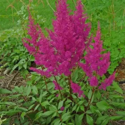 Астильба ЭЛИЗАБЕТ ВАН ВИН японская в Новополоцке