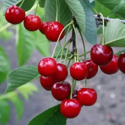 Вишня ЗАРАНКА в Новополоцке