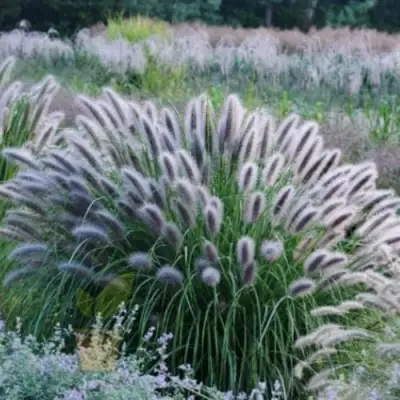 Пеннисетум БЛЭК БЬЮТИ в Новополоцке