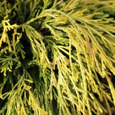 Кипарисовик ГОЛДЕН МОП горохоплодный в Новополоцке