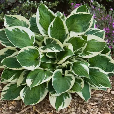 Хоста КАРИН гибридная в Новополоцке