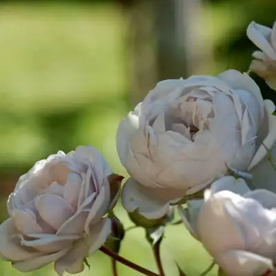 Роза ГРИЗЕЛИС шраб в Новополоцке