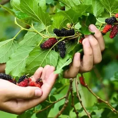 Шелковица ГАЛИЦИЯ в Новополоцке