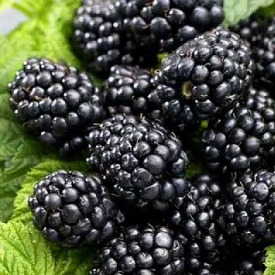 Ежевика БЖЕЗИНА бесшипная  в Новополоцке