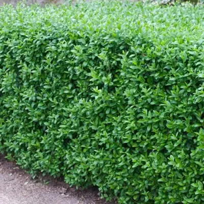 Бирючина обыкновенная АТРОВИРЕНС в Новополоцке