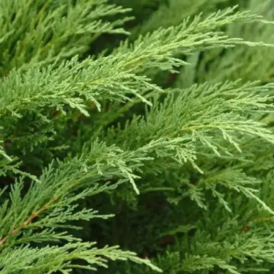 Можжевельник ТАМАРИСЦИФОЛИЯ казацкий  в Новополоцке