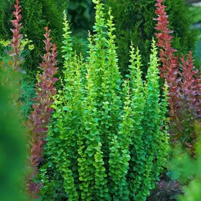 Барбарис ЭРЕКТА тунберга в Новополоцке