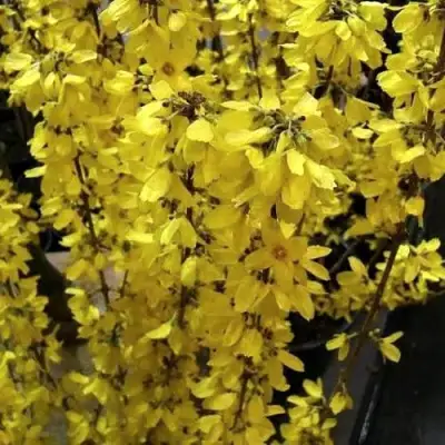 Форзиция ГОЛДРАУШ в Новополоцке