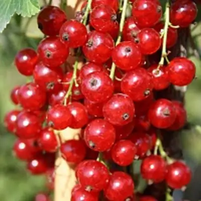 Смородина красная РОНДОМ в Новополоцке