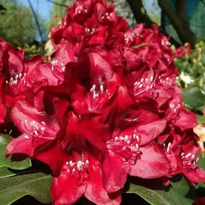 Рододендрон МАТАДОР в Новополоцке