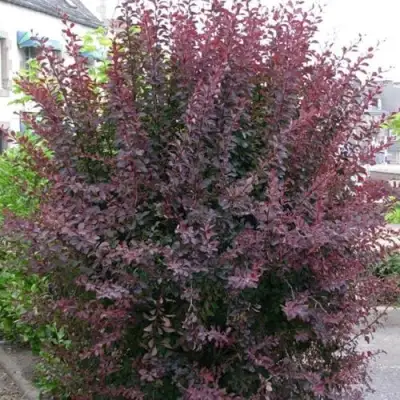 Барбарис АТРОПУРПУРЕА тунберга в Новополоцке