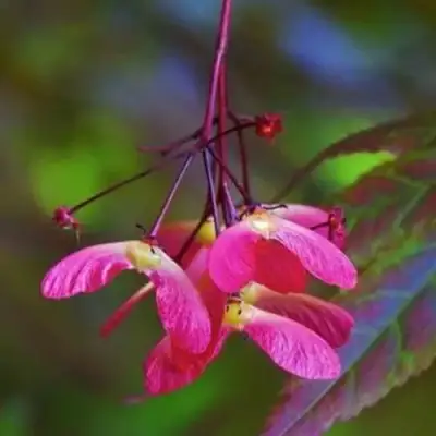 Клен пальмолистный в Новополоцке