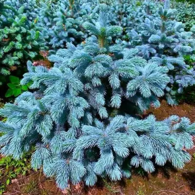 Ель СУПЕР БЛЮ СИДЛИНГ колючая в Новополоцке