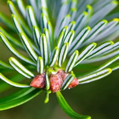 Пихта белая в Новополоцке