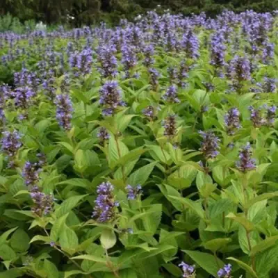 Котовник БЛЮ ДРИМС полусидячий в Новополоцке