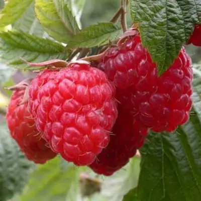 Малина ГЕРАКЛ в Новополоцке