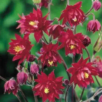 Аквилегия РУБИ ПОРТ обыкновенная в Новополоцке