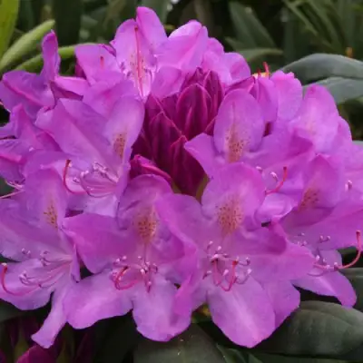 Рододендрон РОЗЕУМ ЭЛЕГАНС в Новополоцке