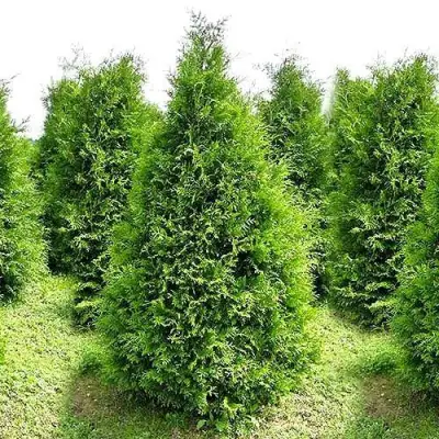 Туя БРАБАНТ западная в Новополоцке