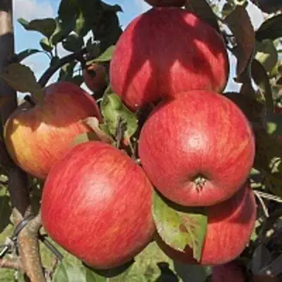 Яблоня ПЕРСИКОВАЯ в Новополоцке