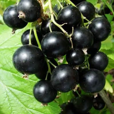 Смородина чёрная ЭКЗОТИКА в Новополоцке