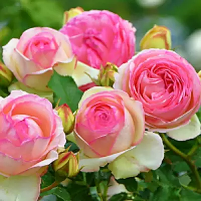 Роза ПЬЕР ДЕ РОНСАР плетистая в Новополоцке