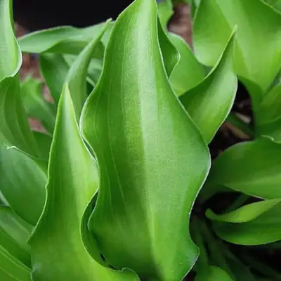 Хоста ГАРРИ ВАН ТРИЕР в Новополоцке