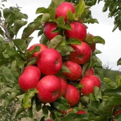 Яблоня ТРАЙДЕНТ колонновидная в Новополоцке