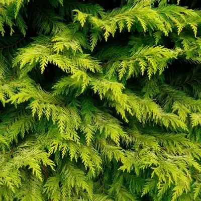 Кипарисовик ГОЛДЕН ВОНДЕР лавсона в Новополоцке