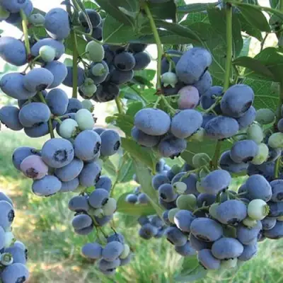 Голубика ЛИБЕРТИ в Новополоцке