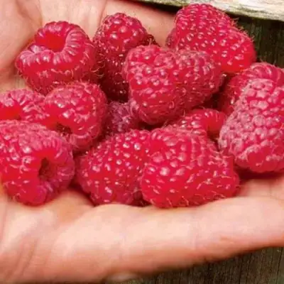 Малина ДЖОАН ДЖИ (ДЖОАН ДЖЕЙ) в Новополоцке