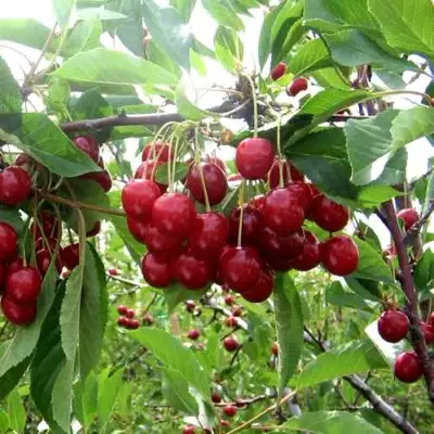 Вишня ТУРГЕНЕВКА в Новополоцке