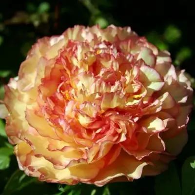 Пион ЗОЛОТАЯ РОССЫПЬ древовидный в Новополоцке