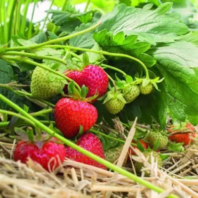 Клубника ЭЛЬСАНТА в Новополоцке