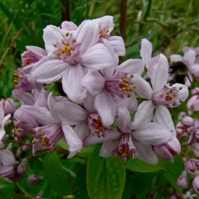 Дейция МОУНТ РОУЗ в Новополоцке