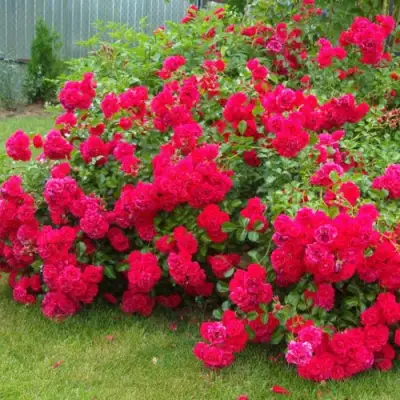 Роза РАДОСТЬ САДОВНИКА (ГАРТЕН ФРОЙДЕ) почвопокровная в Новополоцке